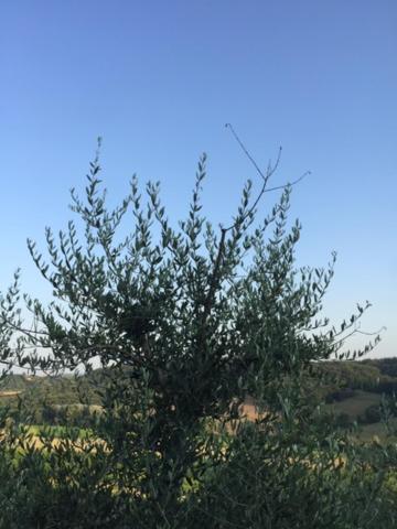 Casa Natura San Gimignano Eksteriør billede